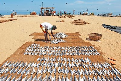 Séchage de poissons - Plage de Negombo - Sri Lanka 
