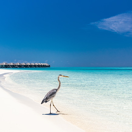 Découverte Sri Lanka