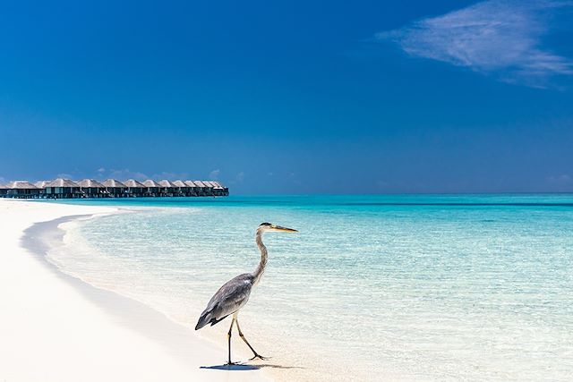 Voyage Echappée tropicale, du Sri Lanka aux Maldives