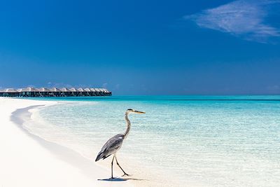 Héron cendré - Maldives