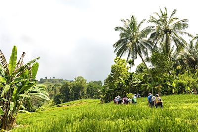 Randonnée dans les monts Knuckles - Sri Lanka