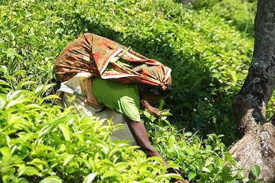 Cueilleuse de thé - Monts Knuckles - Sri Lanka