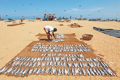 Séchage de poissons - Plage de Negombo - Sri Lanka 