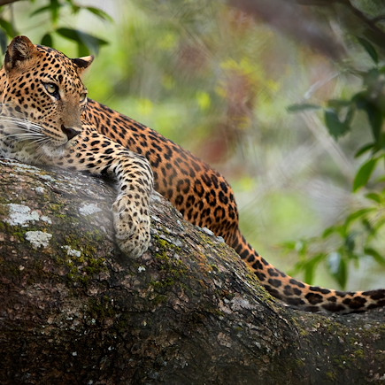 Découverte Sri Lanka