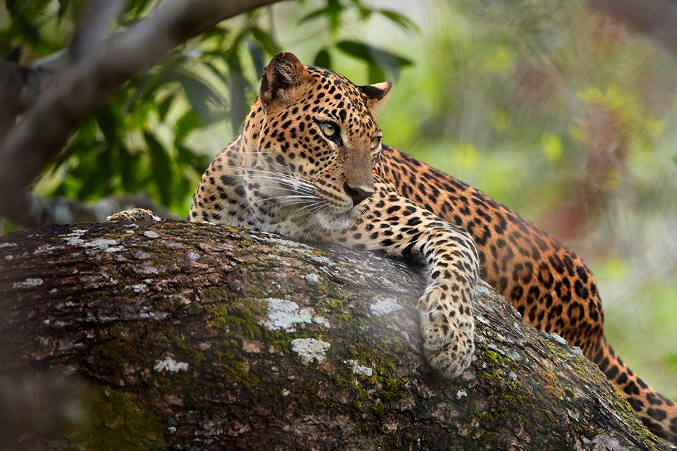 Découverte Sri Lanka