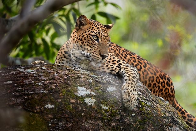 Découverte Sri Lanka