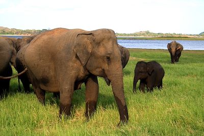 Éléphants - Sri Lanka