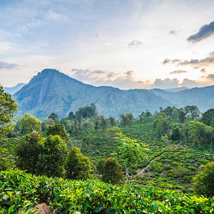 Découverte Sri Lanka