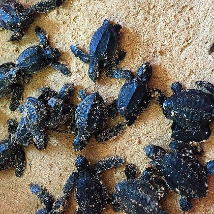 Découverte Sri Lanka