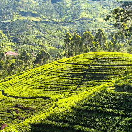 Randonnée Sri Lanka