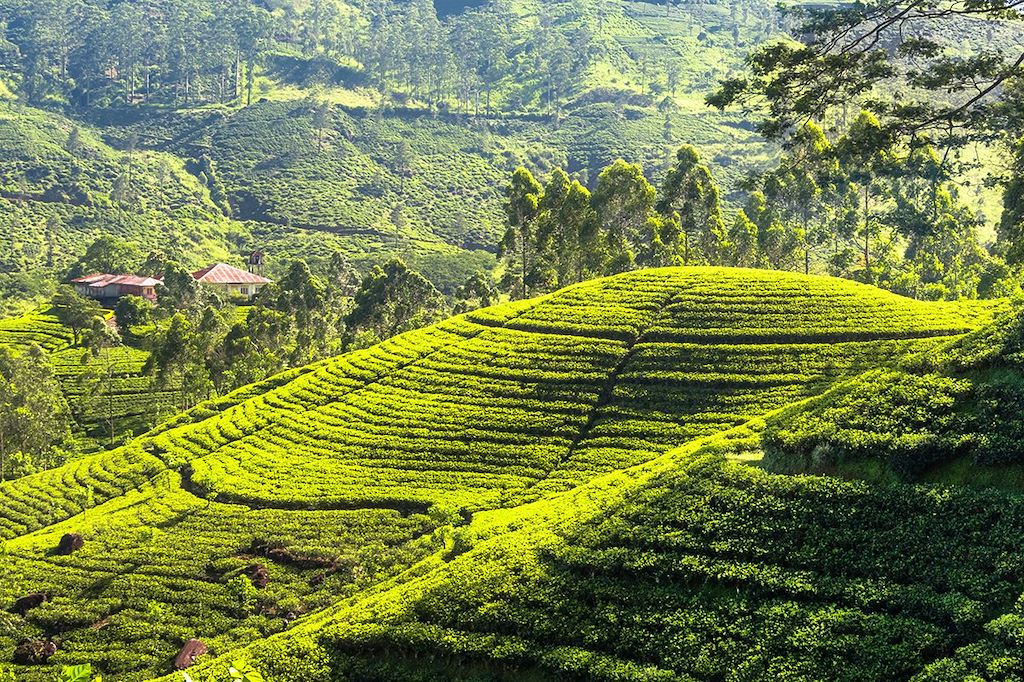 Image Ascension Pic Adam - Randonnée Knuckles - Plantations De Thé Nuwara Eliya - Plage Mirissa