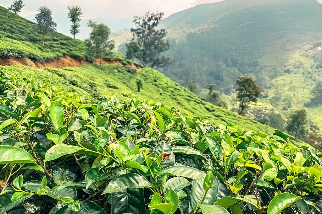 Image Ascension Pic Adam - Randonnée Knuckles - Plantations De Thé Nuwara Eliya - Plage Mirissa