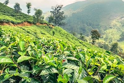 Plantations de thé – Sri Lanka
