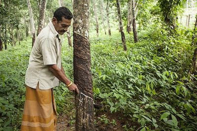 Récolte du caoutchouc - Sri Lanka