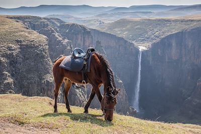 Poney Basuto - Chutes du Maletsunyane - Semonkong - Lesotho