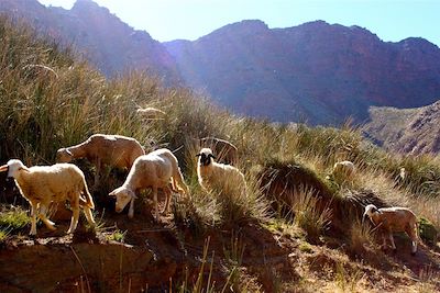 © Helena Gaboyer - Troupeau de mouton dans le Haut Atlas - Maroc Troupeau de mouton dans le Haut Atlas - Maroc