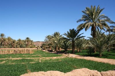 Randonnée avec chameau Sahara