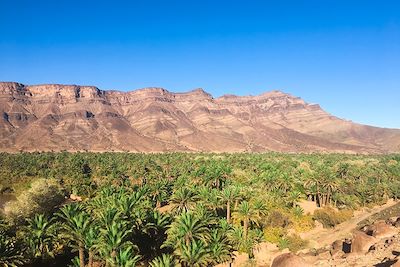 Palmeraie - Timidarte - Vallée du Draa - Maroc