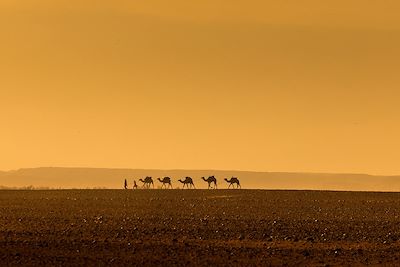 Caravane - Désert du Sahara - Maroc
