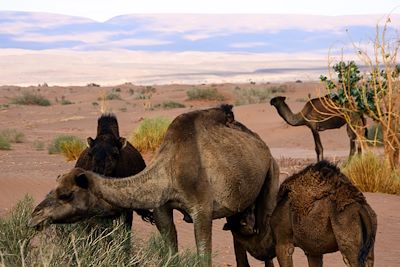 Chamelier près d'Iriki - Maroc