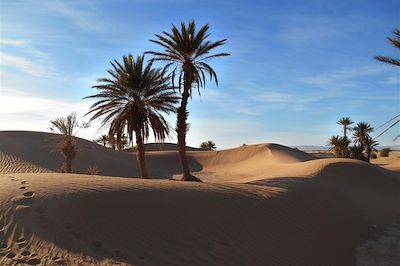 Palmiers dattiers - Sud marocain