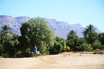 Palmeraie dans le vallée du Draa - Maroc