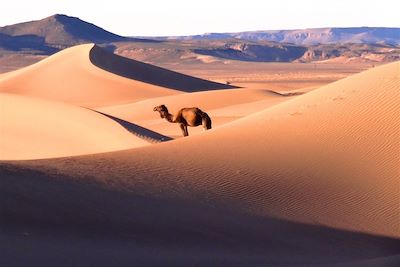 © Florent Leclerc - Dunes de la vallée du Drâa - Maroc Dunes de la vallée du Drâa - Maroc