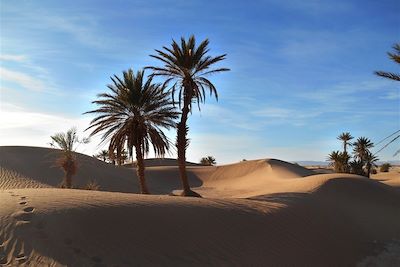 © Emilie Curt - Palmiers dattiers - Sud marocain Palmiers dattiers - Sud marocain