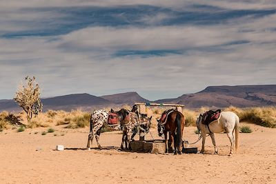 Voyage Echappée saharienne à cheval 2