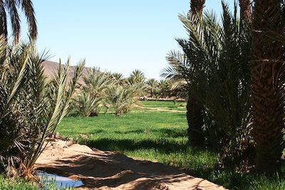 Jardin dans la vallée du Draa - Maroc
