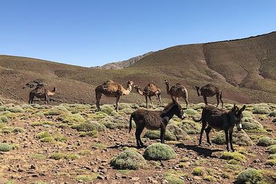Ânes et dromadaires des nomades - Maroc
