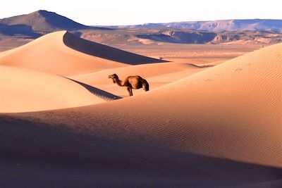 Dunes de la vallée du Drâa - Maroc