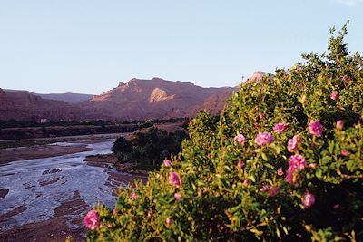 Vallée des Roses - Maroc