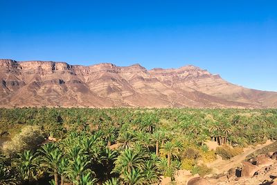 Palmeraie - Timidarte - Vallée du Draa - Maroc