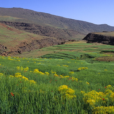 Randonnée avec mulet Maroc Atlas