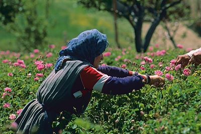 © Stéphanie Cascino - Vallée des Roses - Maroc Vallée des Roses - Maroc