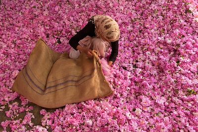 Récolte des roses de la vallée des roses - Maroc