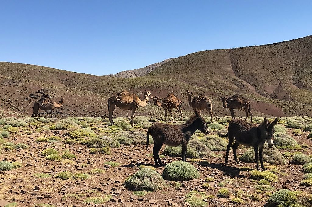 Image Trek Maroc - Ascension Toubkal – Ascension M'Goun – Randonnée Atlas