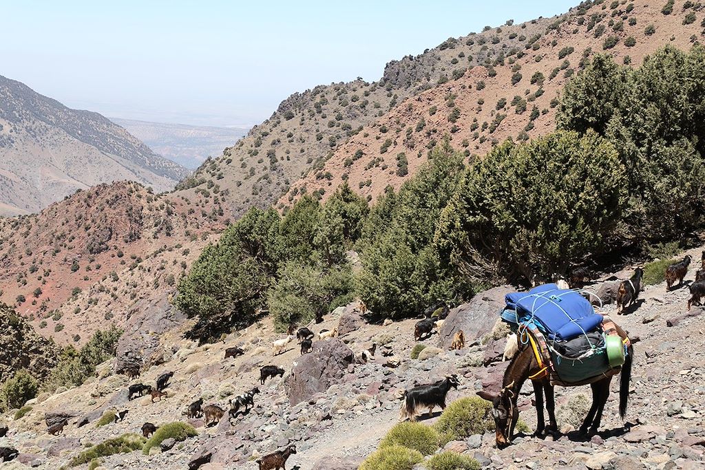 Image Voyage au Maroc avec un âne - Trek avec âne dans le Haut Atlas marocain - Imlil - Marrakech