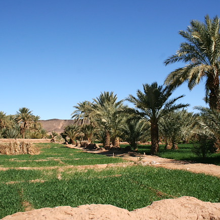 Dunes de sable, palmeraies et Marrakech