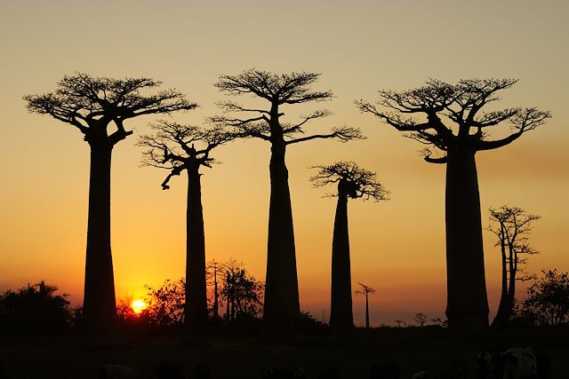 Voyage Grand tour de la rivière Tsiribihina à Ranomafana