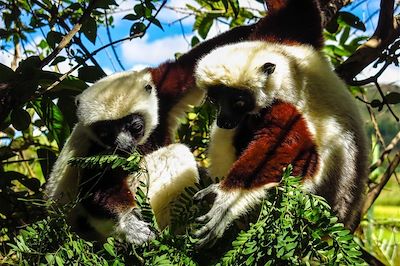 Lemur's Park - Madagascar