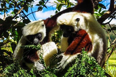 © Yann Guiguen - Lemur's Park - Madagascar Lemur's Park - Madagascar