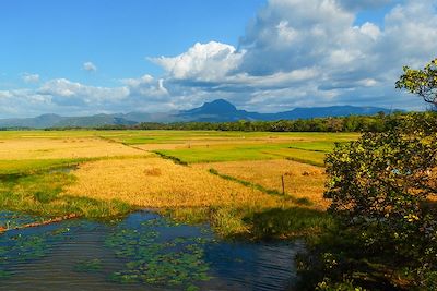 Terres agricoles - Madagascar