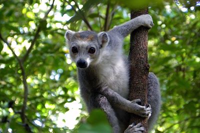 Ankaranana - Madagascar 