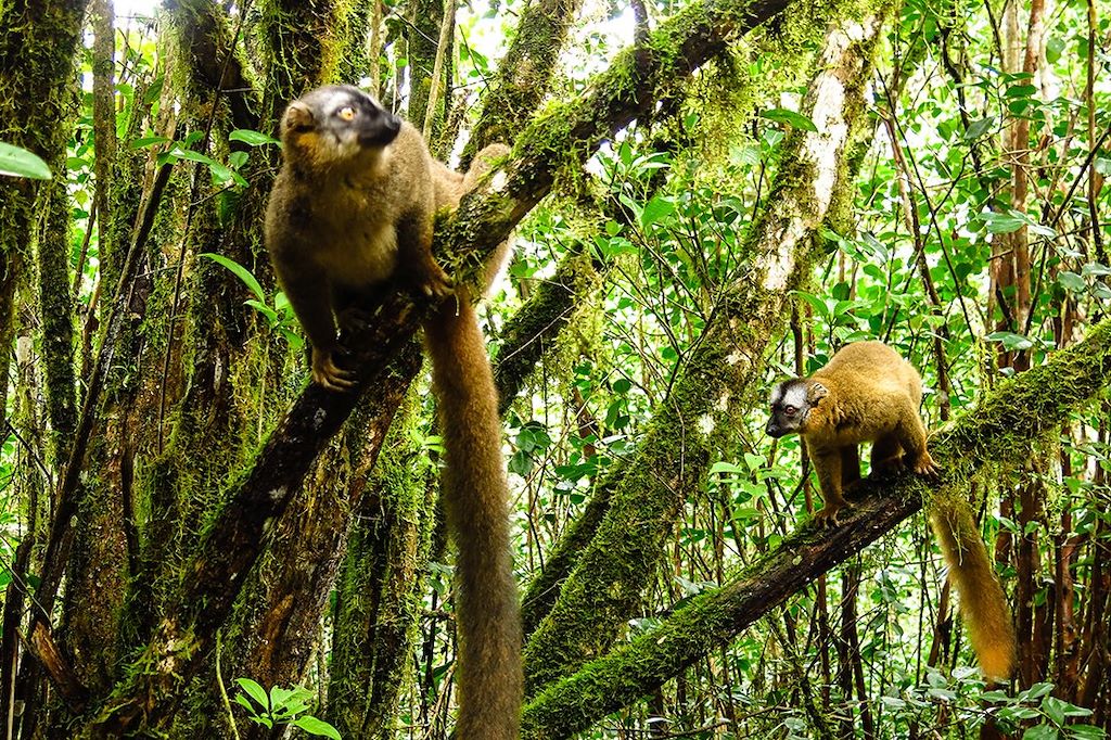 Image Voyage Madagascar - Isalo - Ranomafana - canal des pangalanes - Tuléar - Tananarive