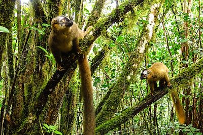 Parc national de Ranomafana - Madagascar