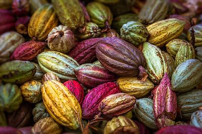 Cabosse de cacaoyer - Madagascar