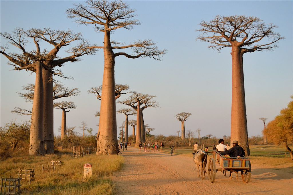 Image Voyage Madagascar - Trek Isalo - Tsiribihina