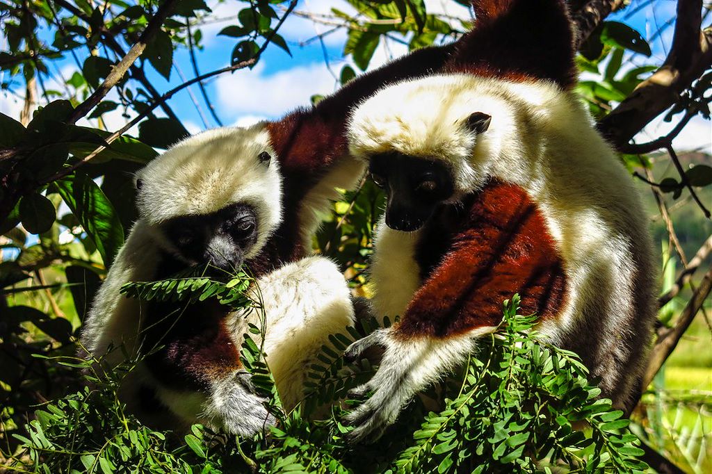 Image Voyage Madagascar - Trek Isalo - Tsiribihina